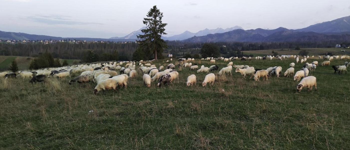 Apartament Zakopane Willa Hrube Parter Z Tarasem I Kominkiem Buitenkant foto